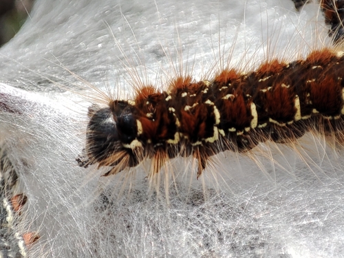 Eriogaster lanestris