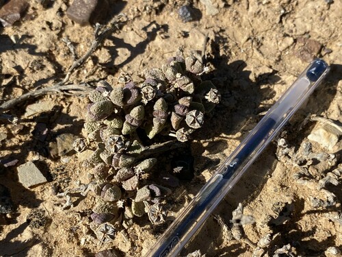 Hammeria meleagris (L.Bolus) Klak 4