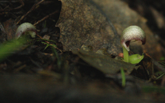Corybas cheesemanii