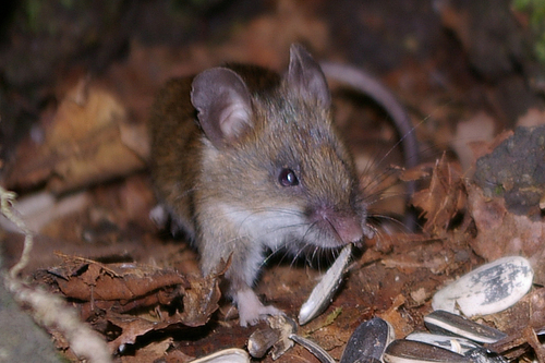 Small Japanese Field Mouse (Apodemus argenteus) — Least Concern Mammalia