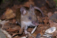 Small Japanese Field Mouse photo 1