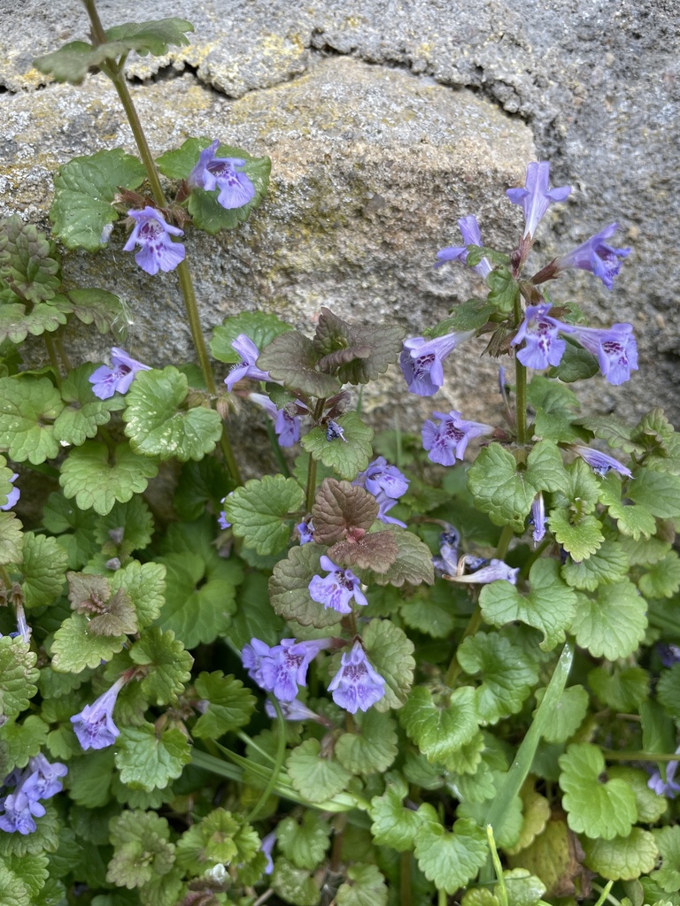 Glechoma hederacea