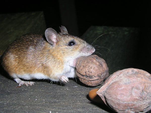 Large Japanese Field Mouse