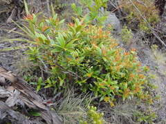 Metrosideros umbellata