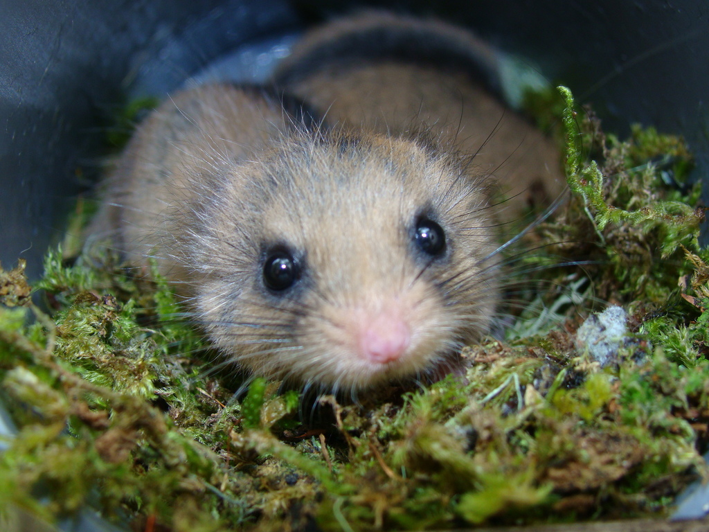 Japanese Dormouse
