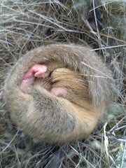 Japanese Dormouse photo 4