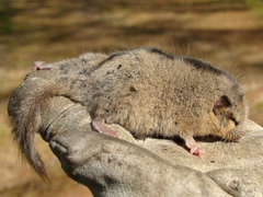 Japanese Dormouse photo 3
