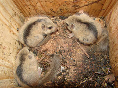 Japanese Dormouse photo 5