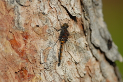 Leucorrhinia borealis