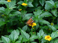 Anartia amathea