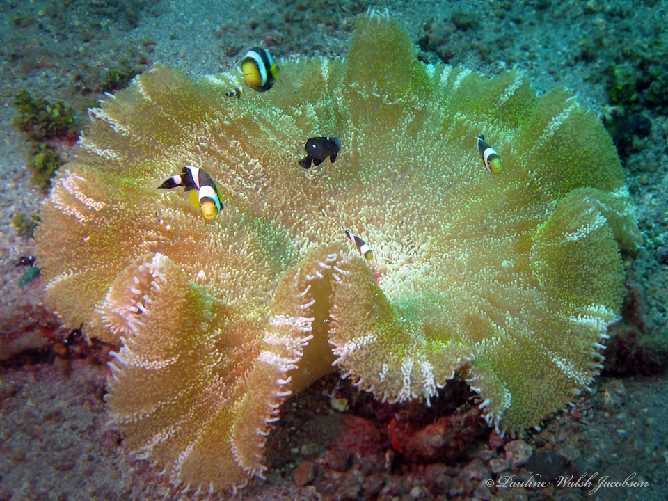 brownsaddle clownfish