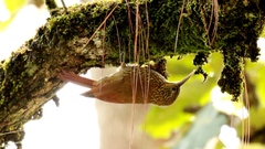 Lepidocolaptes affinis