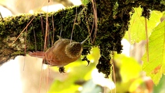 Lepidocolaptes affinis