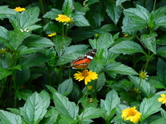 Anartia amathea
