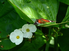 Anartia amathea