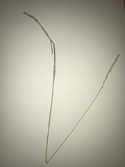 Thinopyrum intermedium