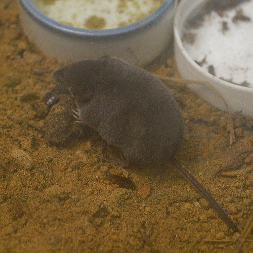 Long-clawed Shrew