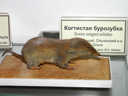 Long-clawed Shrew