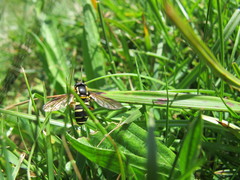 Xanthogramma citrofasciatum