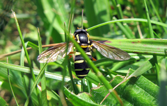 Xanthogramma citrofasciatum