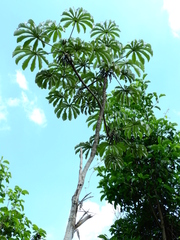 Cecropia
