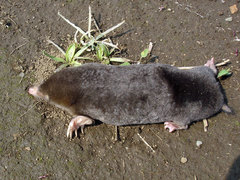 Small Japanese Mole photo 1