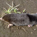 Lesser Japanese Mole - Photo (c) Koolah, some rights reserved (CC BY-SA)