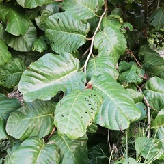 Coccoloba caracasana