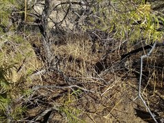 Sisymbrium orientale