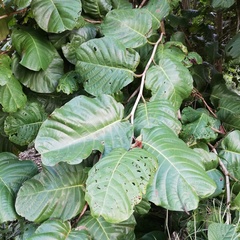 Coccoloba caracasana