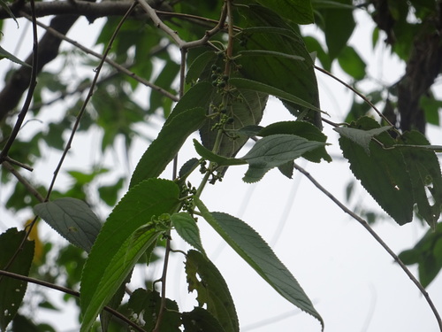 Oriental trema