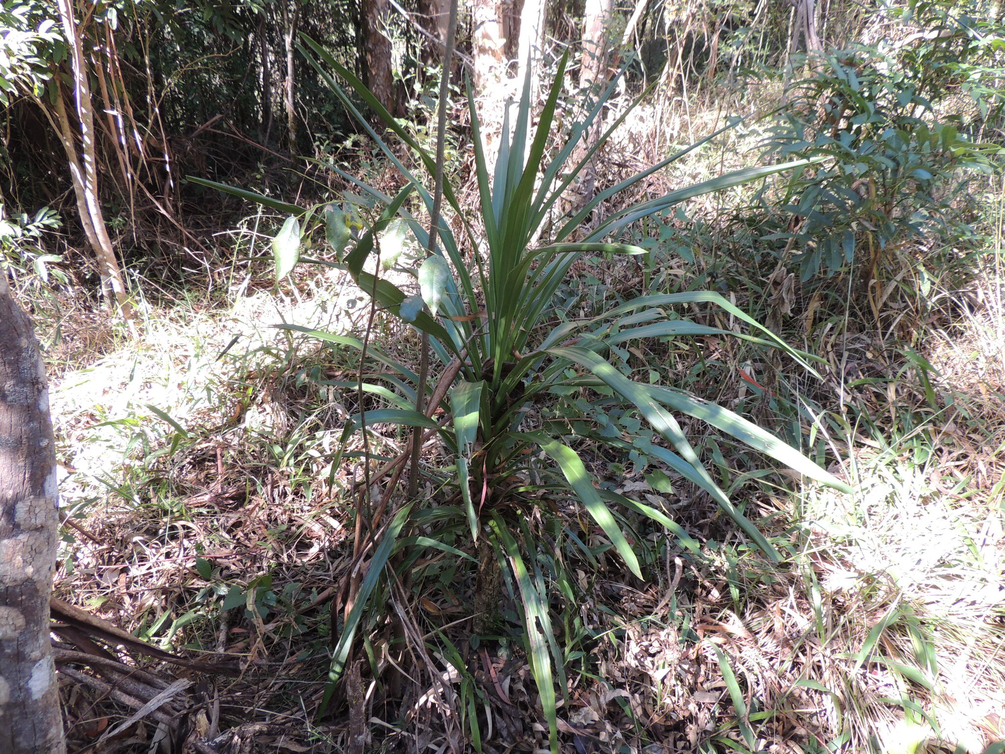 Cordyline sellowiana