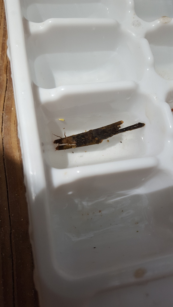 Common Net-building Caddisfly