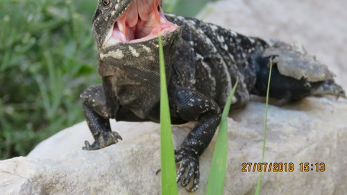 Eastern Mexican Spiny-Tailed Iguana