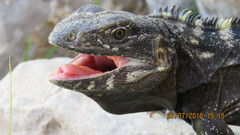 Northeastern Spinytail Iguana photo 5
