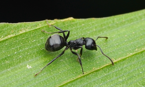 Dolichoderus carbonariusDolichoderus carbonarius