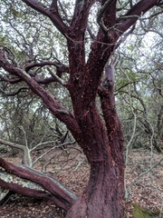 Arctostaphylos pallida
