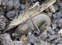 Tandonia budapestensis