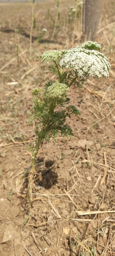 Image of Visnaga daucoides by (c) Santiago Martín-Bravo, some rights reserved (CC BY)