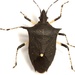 Black Stink Bug - Photo (c) Mike Quinn, Austin, TX, some rights reserved (CC BY-NC), uploaded by Mike Quinn, Austin, TX