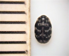 Anthrenocerus australis