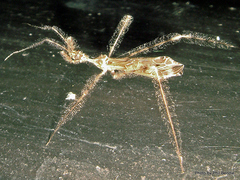 Stenolemus fraterculus