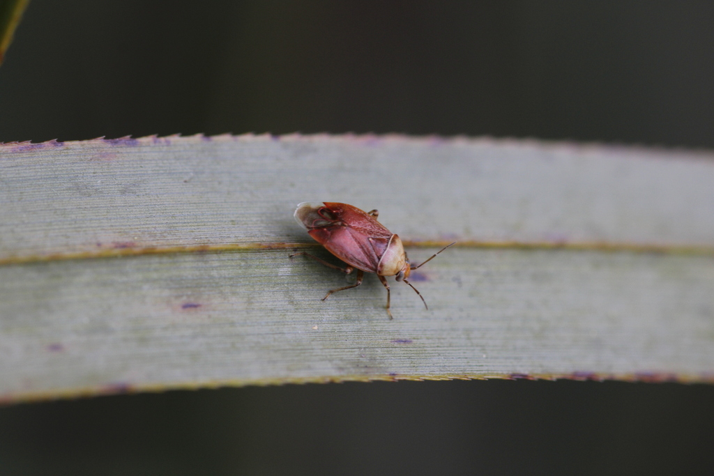 Agnocoris rubicundus