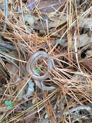 Carphophis amoenus amoenus