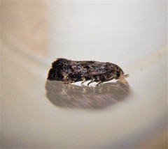 Corocosma memorabilis