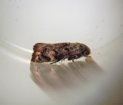 Corocosma memorabilis