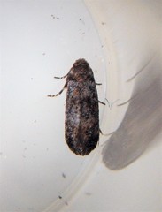 Corocosma memorabilis