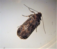 Corocosma memorabilis