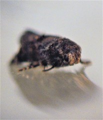 Corocosma memorabilis