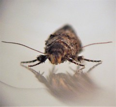 Corocosma memorabilis